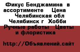 Фикус Бенджамина  в  ассортименте. › Цена ­ 30 - Челябинская обл., Челябинск г. Хобби. Ручные работы » Цветы и флористика   